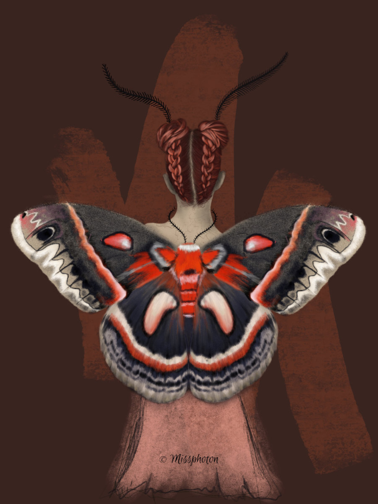 Moth Cecropia - Metamorphosis Series