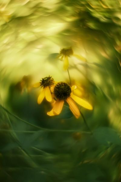 A Shelter of Light
